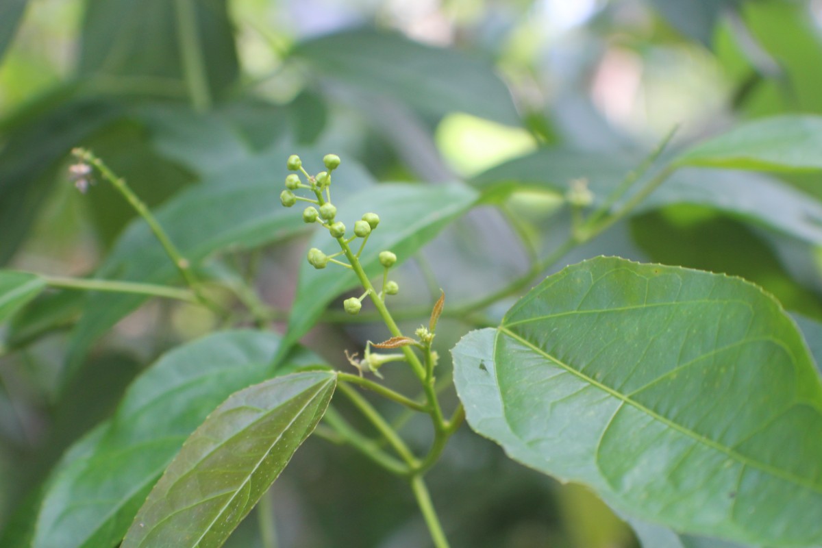 Croton tiglium L.